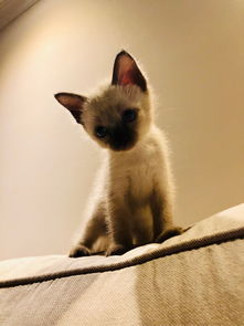 猫小便拉哪里
