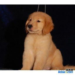 哪里卖有幼犬的