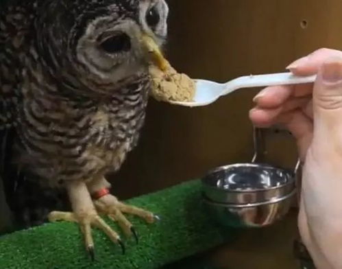 如何饲养猫头鹰