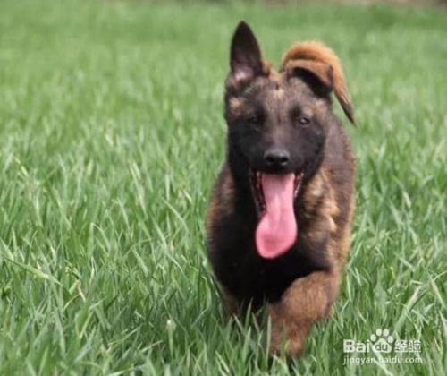 马犬六个多月如何训练
