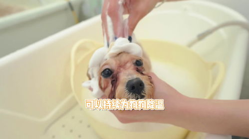 狗狗的避暑方法有哪些