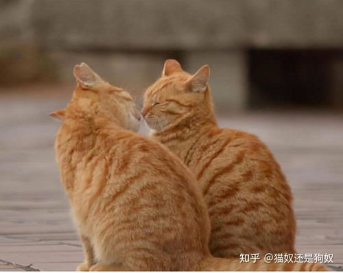 猫发情有哪些症状