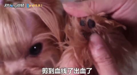 狗指甲剪出血多久能好