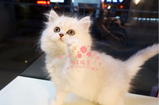 广州哪里买宠物猫