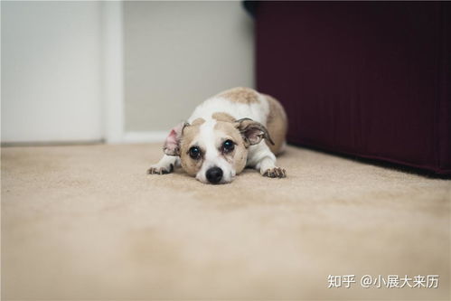 狗狗生理期时间多久