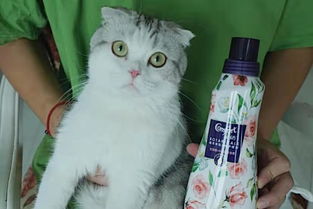 如何清除猫味