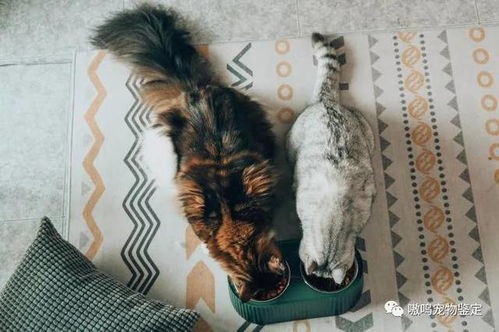 布偶猫公猫和母猫哪个贵