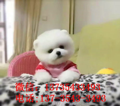 袖珍犬在哪里有卖