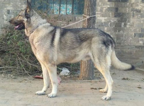 狼青犬和昆明犬哪个凶