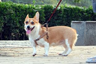 如何鉴别柯基犬