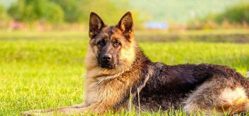 军用犬有哪些