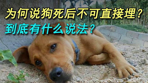 狗狗死后有哪些症状