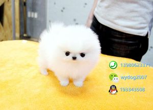 到哪里能买好的博美犬