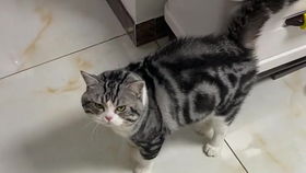 如何给猫导尿