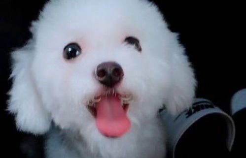 比熊犬怀孕后多久能生