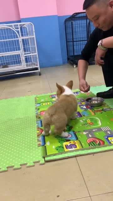 如何训练幼犬趴