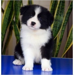 如何选边牧幼犬