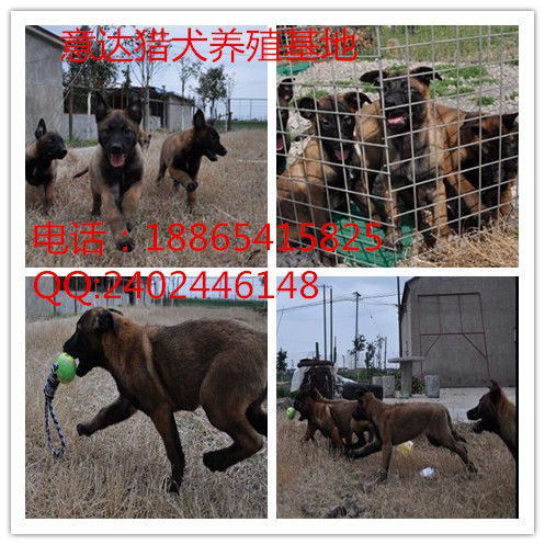 马犬哪里卖得好