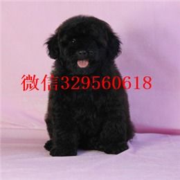 茶杯犬哪里买得到