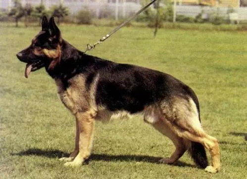 护卫犬应具备哪些科目