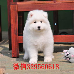 萨摩耶幼犬多久能长大