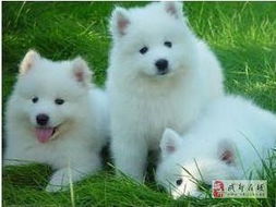 萨摩耶幼犬养多久大