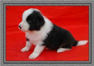 如何挑选纯种边牧幼犬