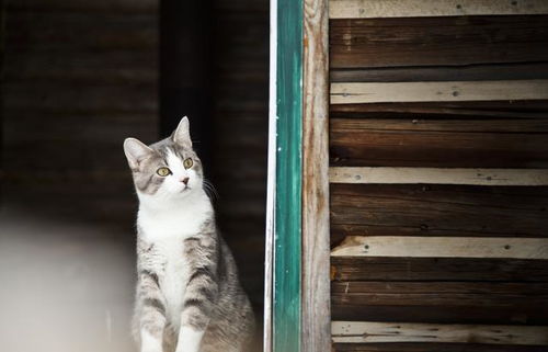 小猫多久会亲近人
