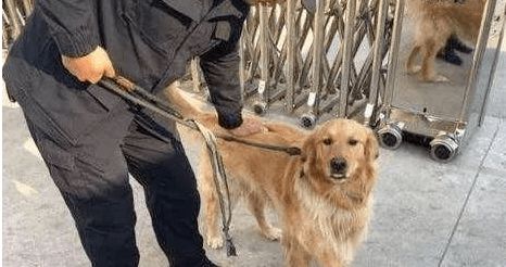 金毛不遛狗会怎么样