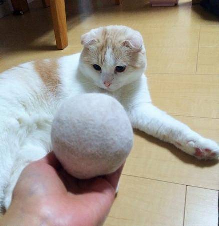 春天猫掉毛要多久