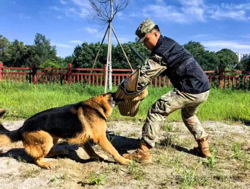 如何训练军犬