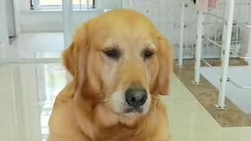 买狗该去哪里买