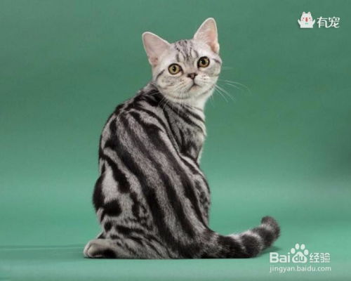 哪里买美国短毛猫