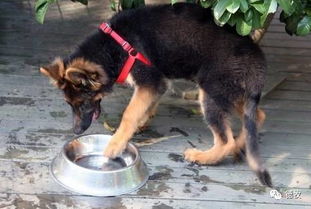 德国牧羊犬怎么样喂食