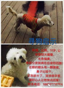 哪里可发布寻狗启示