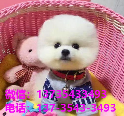 哪里有宠物狗狗买