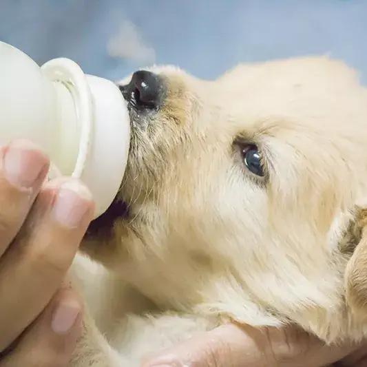 幼犬喝奶粉喝多久