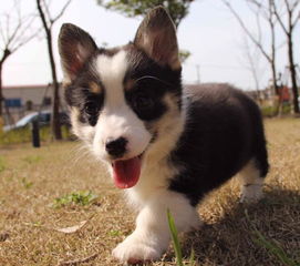 柯基犬在哪里买