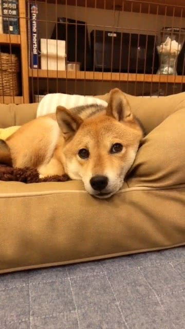 狗对哪些声音敏感