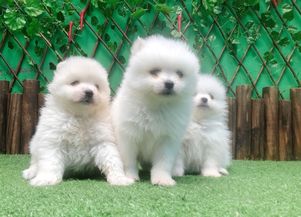 狗狗健康协议多久