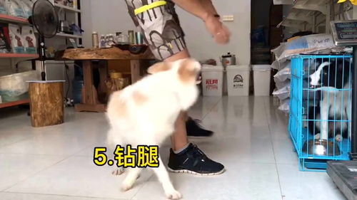 边牧犬如何训练