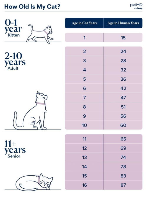猫的年龄怎么计算