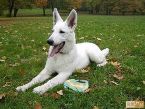 白色瑞士牧羊犬怎么样