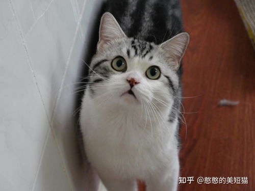 买猫在哪里买最好