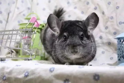 龙猫主食都有哪些