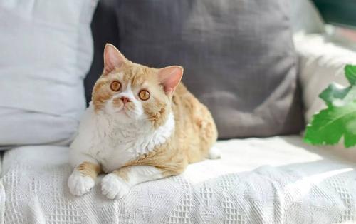 猫不打疫苗能活多久