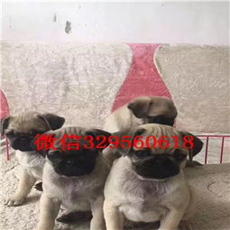 哪里有卖幼犬出售