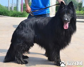 比利时牧羊犬怎么样