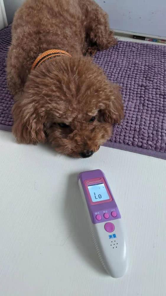 狗狗测体温要多久