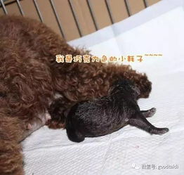 如何为狗狗接生